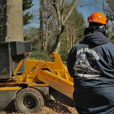 The body of a yellow stump grinder cutting through a stump, causing wood shavings to fly back towards it
