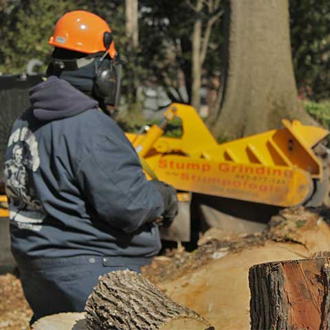 Large maple wood logs are in sharp focus in the foreground while a machine operator operating a stump grinder is in soft focus in the background